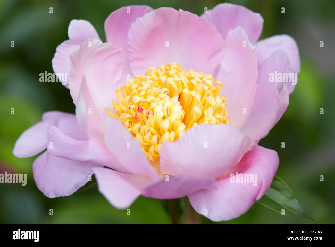 Fleur de pivoine rose, paeonia macro Banque D'Images