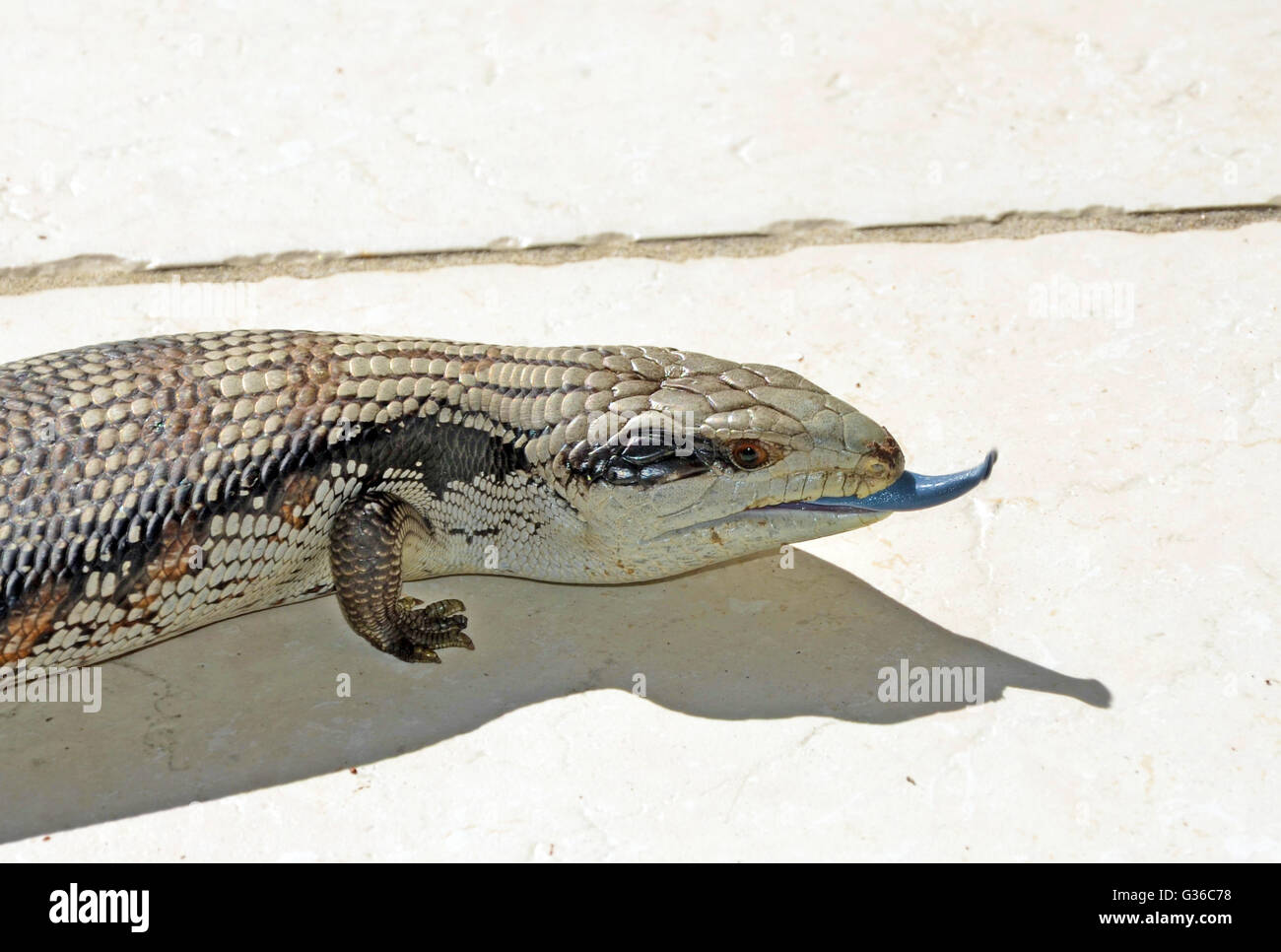 Australian Blue tongue Lizard (Tiliqua scincoides) avec langue poussant l'out Banque D'Images