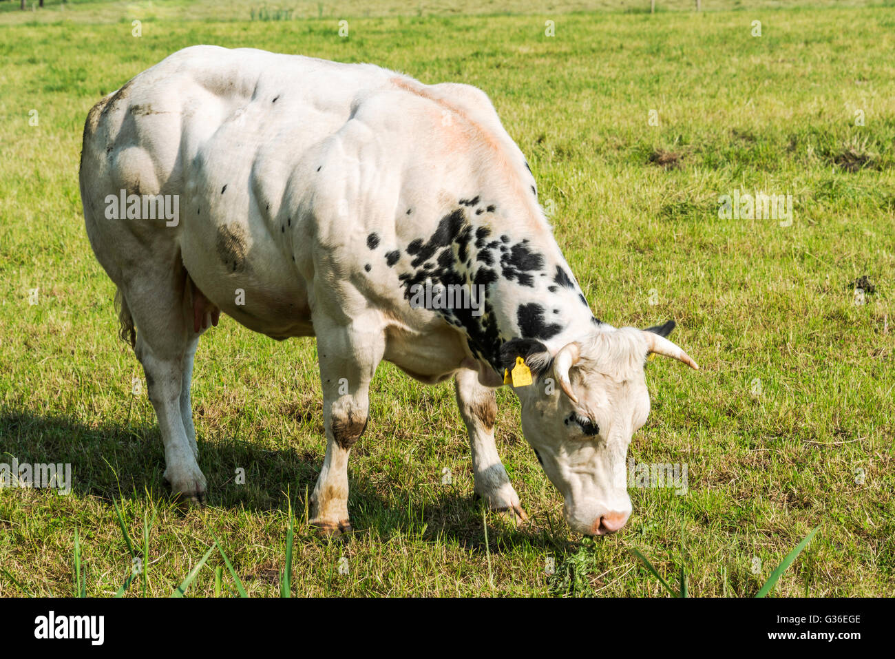 Très musclé et blanc vache noire dans le champ vert Banque D'Images