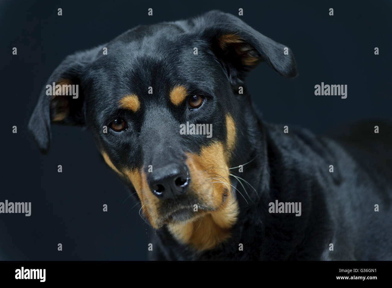 Rottweiler hybrid Banque de photographies et d’images à haute ...