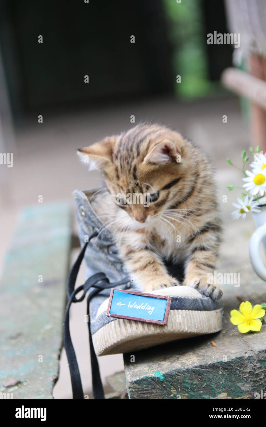 Chaton - idée de mariage et la plaque avec le texte Banque D'Images