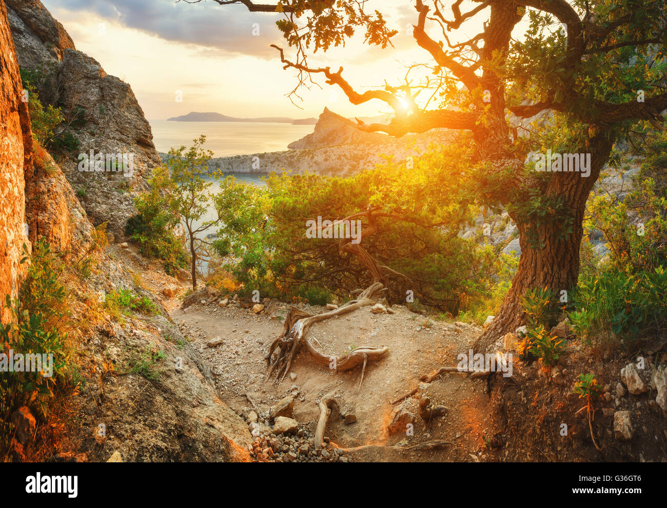 Lever de la forêt de montagne. Beau paysage coloré en été. Matin ensoleillé en Crimée. Banque D'Images