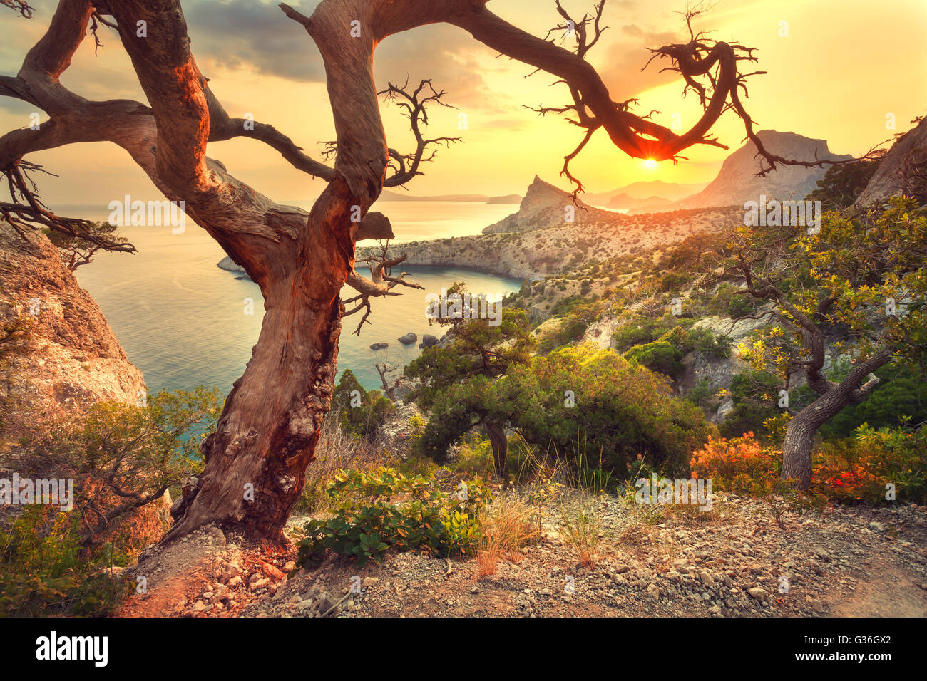 Paysage avec vue magnifique sur la vallée de montagne et vieil arbre, ciel bleu et la mer au lever du soleil Banque D'Images