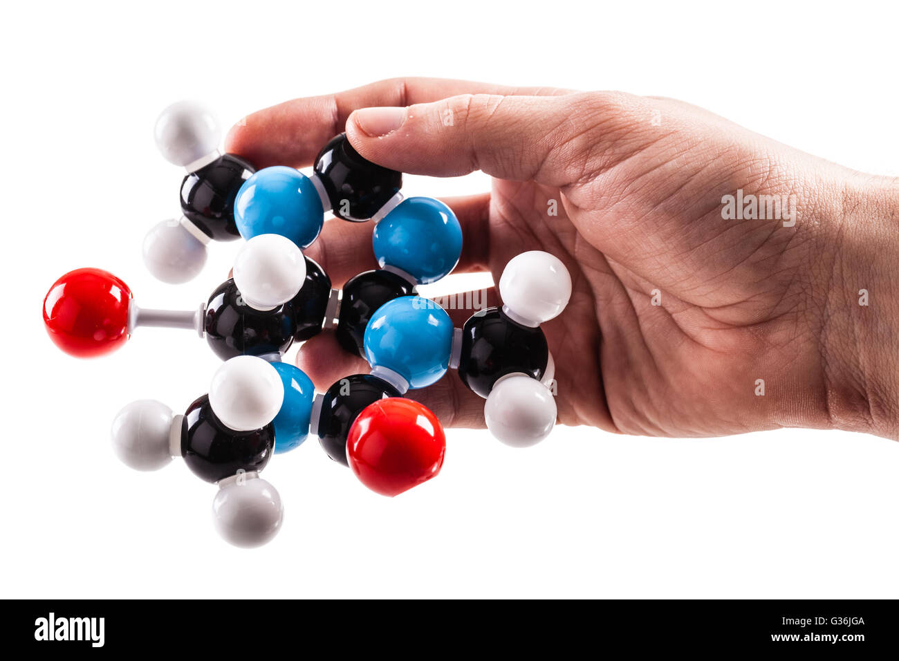 Un mâle main tenant un modèle de structure moléculaire chimique de la caféine isolé sur fond blanc Banque D'Images