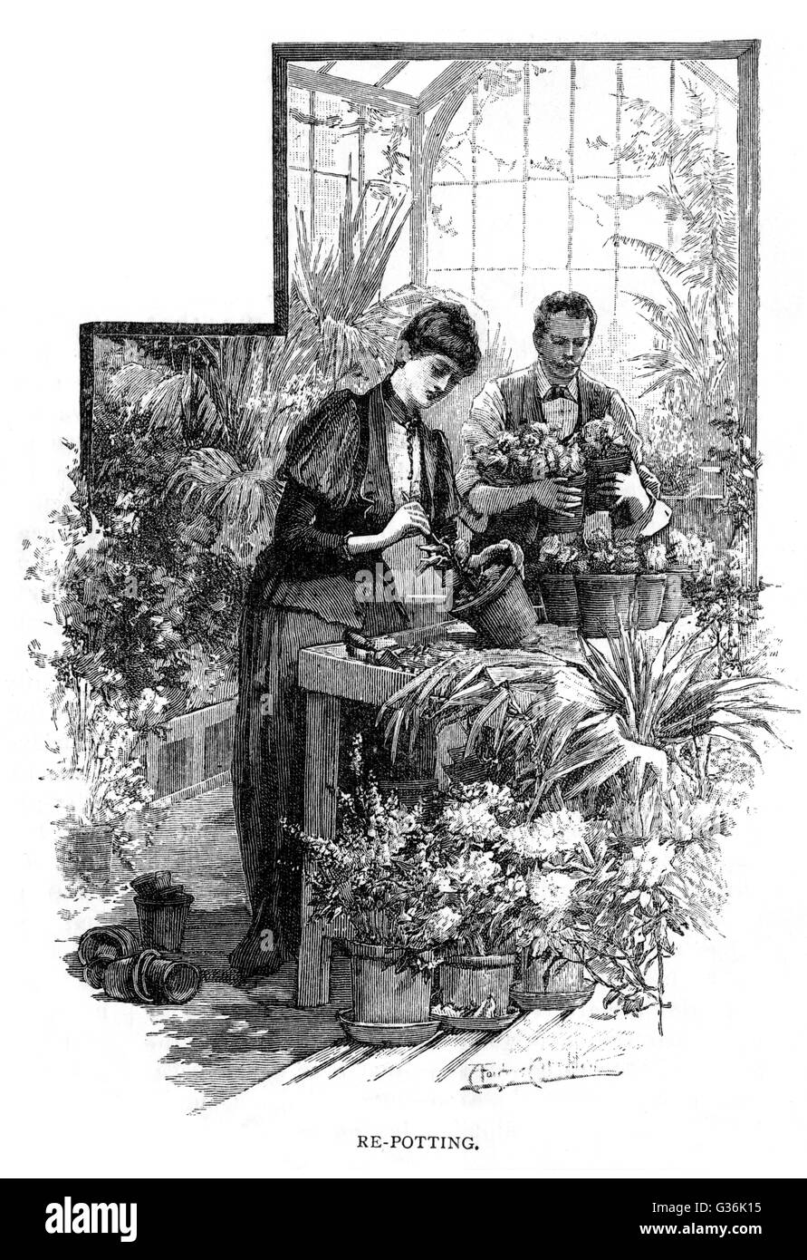 Dame rempotage d'une plante Banque D'Images