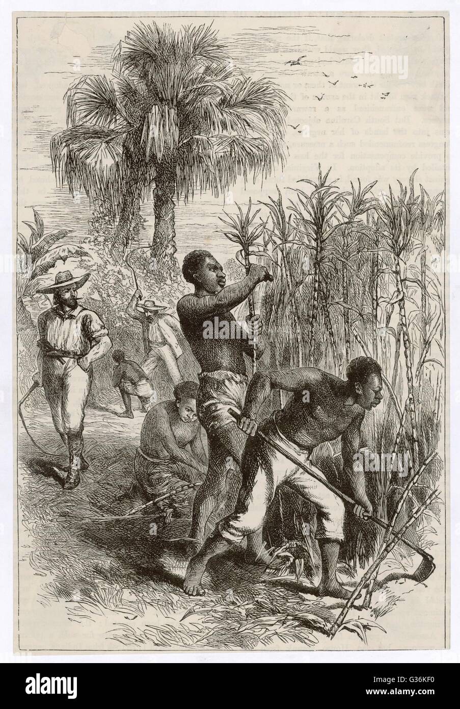 Les esclaves travaillant sur une plantation de sucre des Indes Occidentales Date : vers 1870 Banque D'Images