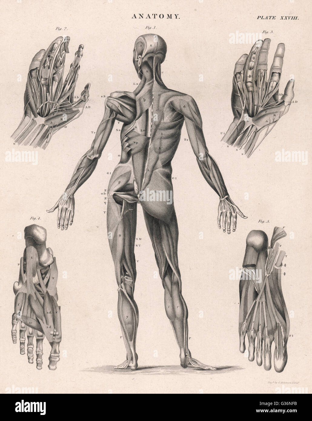 Les muscles du corps humain Banque D'Images