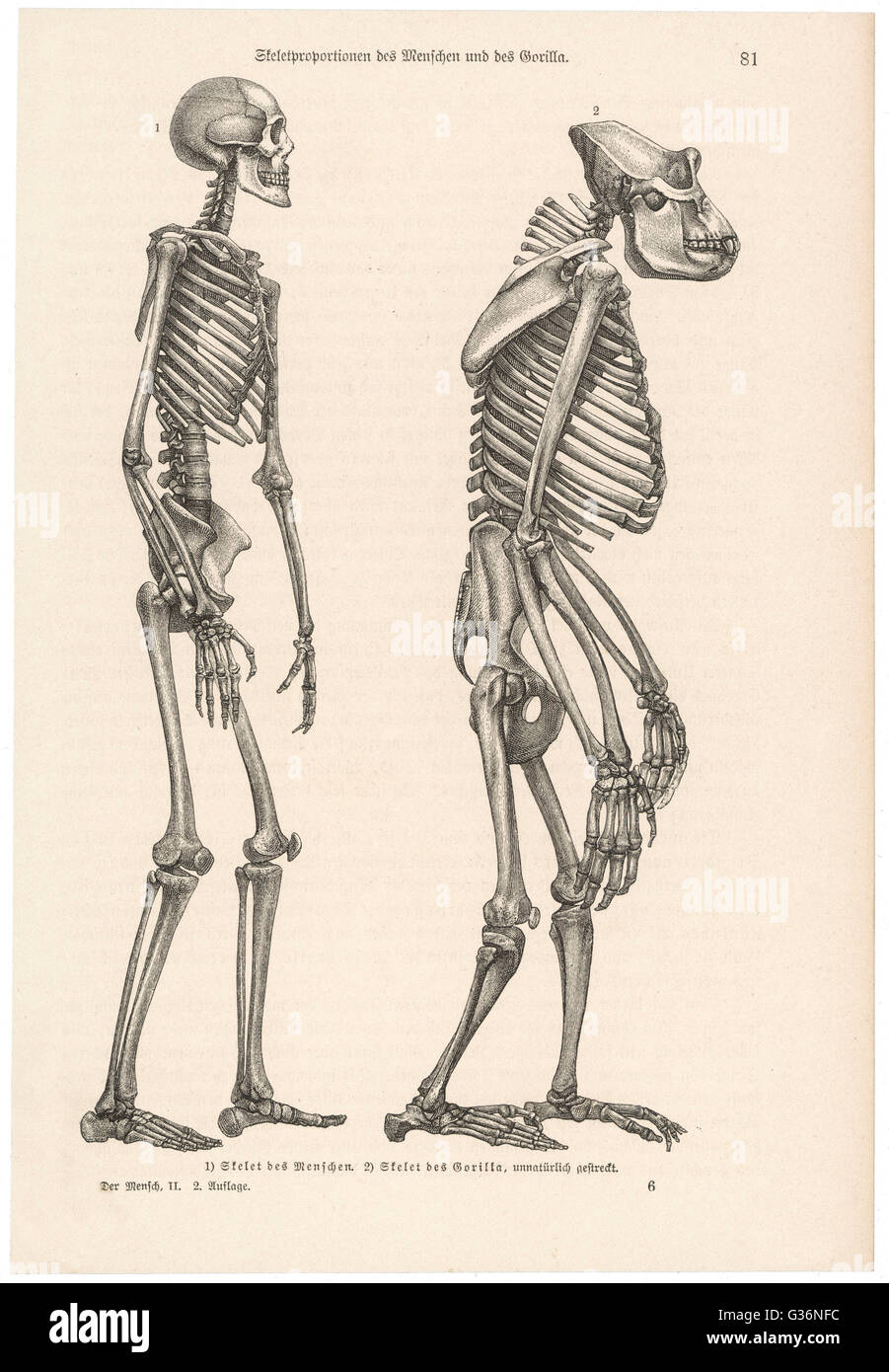 Un squelette humain comparée à celle d'un gorille. Date : fin du 19e siècle Banque D'Images