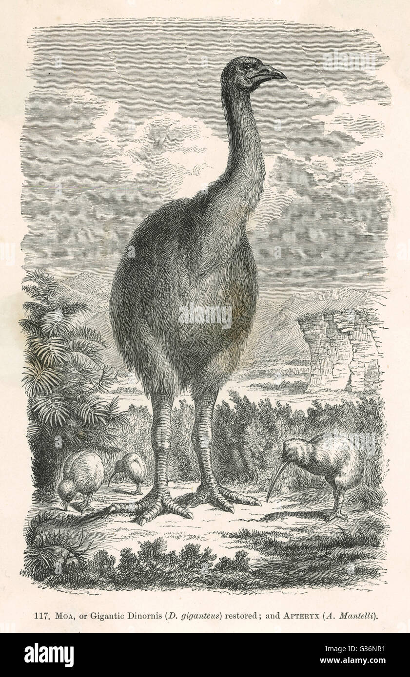 Une impression d'artiste de la façon dont la moa (dinornis dinornis ou giganteus), un genre d'oiseaux aptères originaire de Nouvelle-Zélande, peut-être consulté. Date : BCE Banque D'Images