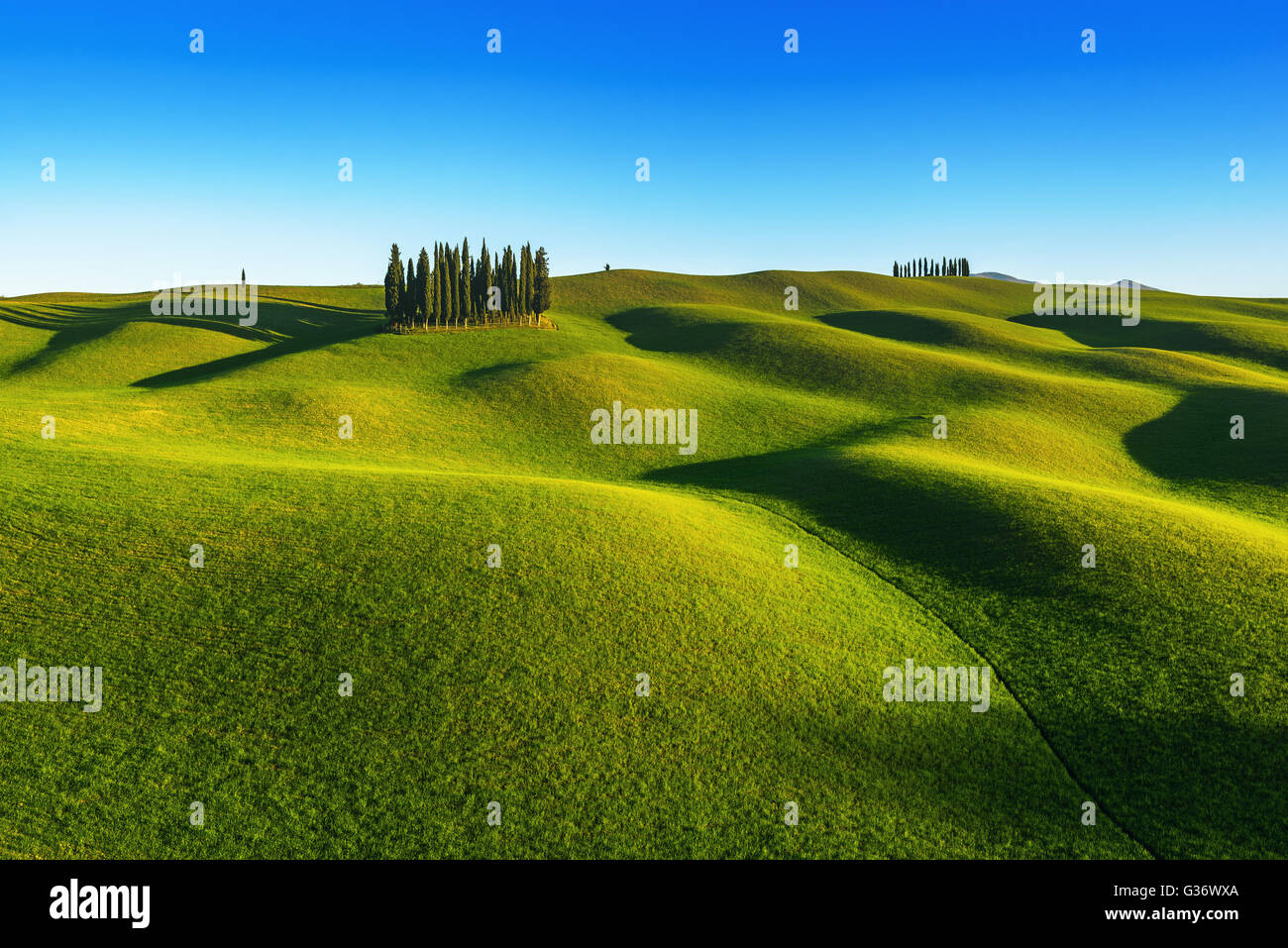 Groupe de cyprès, de plus en plus sur les ralentisseurs en Italie. Banque D'Images