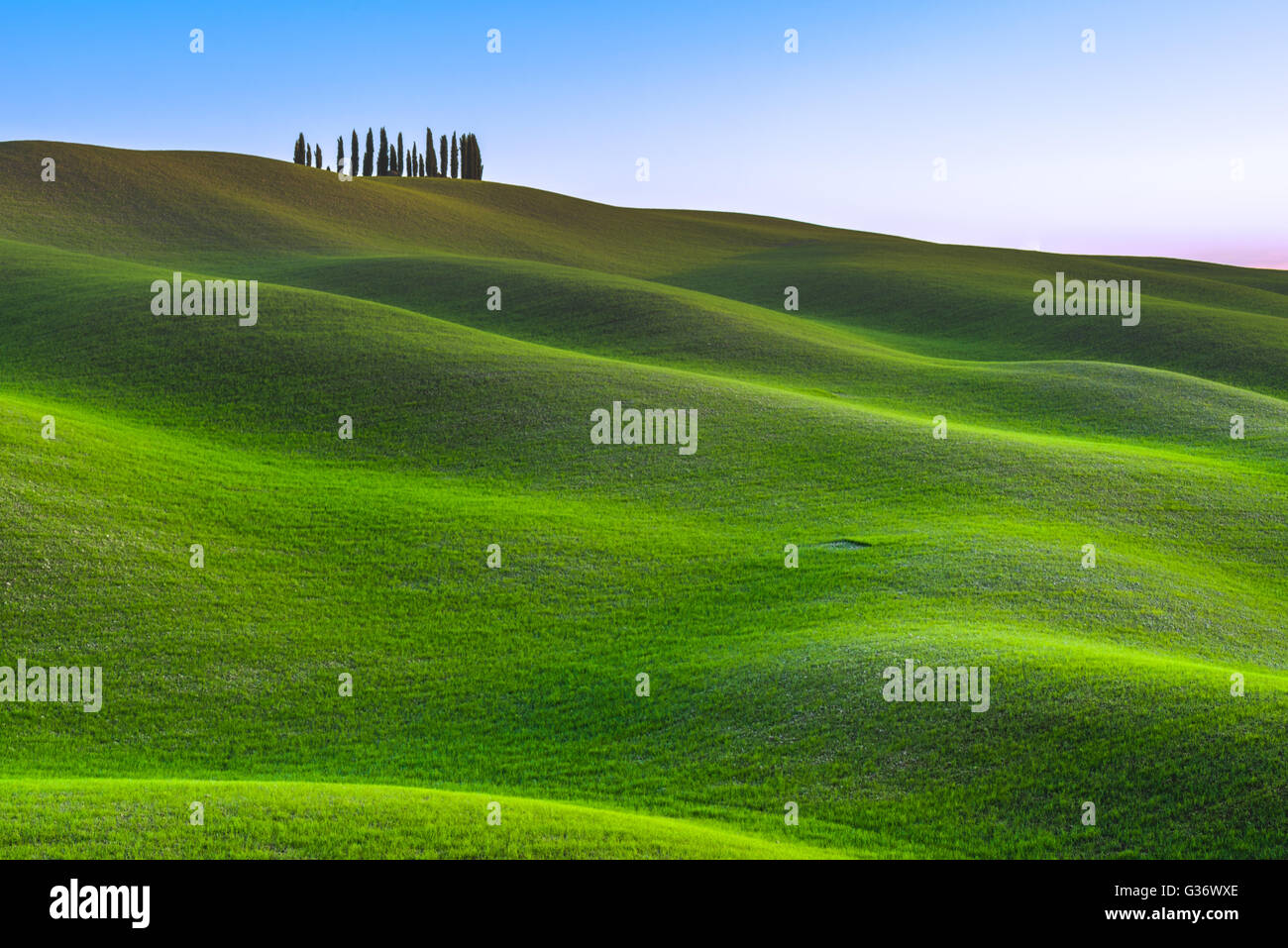 Groupe de cyprès, de plus en plus sur les ralentisseurs en Italie. Banque D'Images