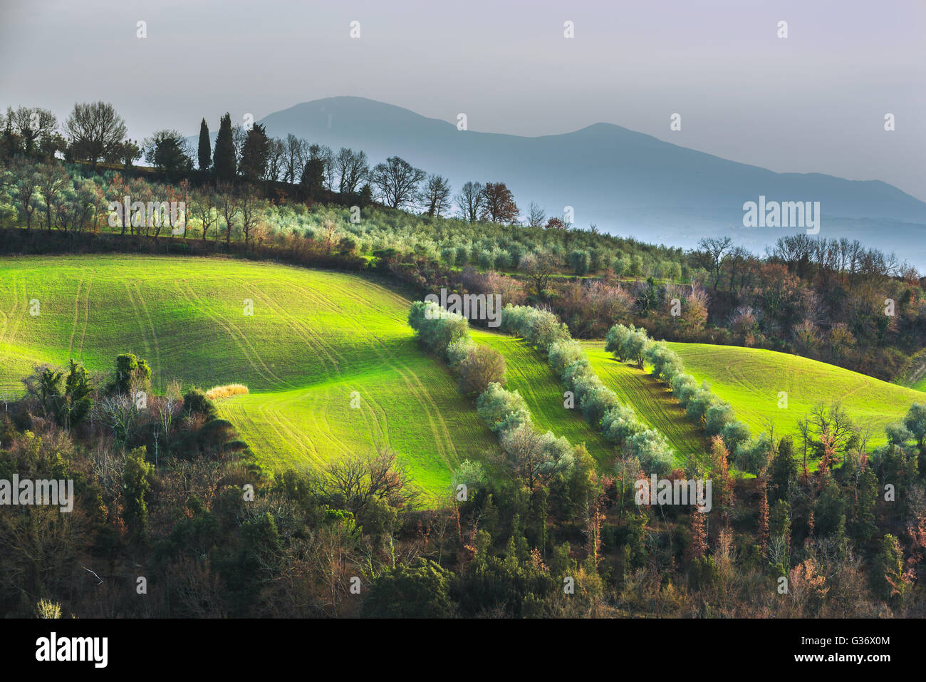 Champs verts émotionnelle à la lumière du soleil de Toscane. Banque D'Images