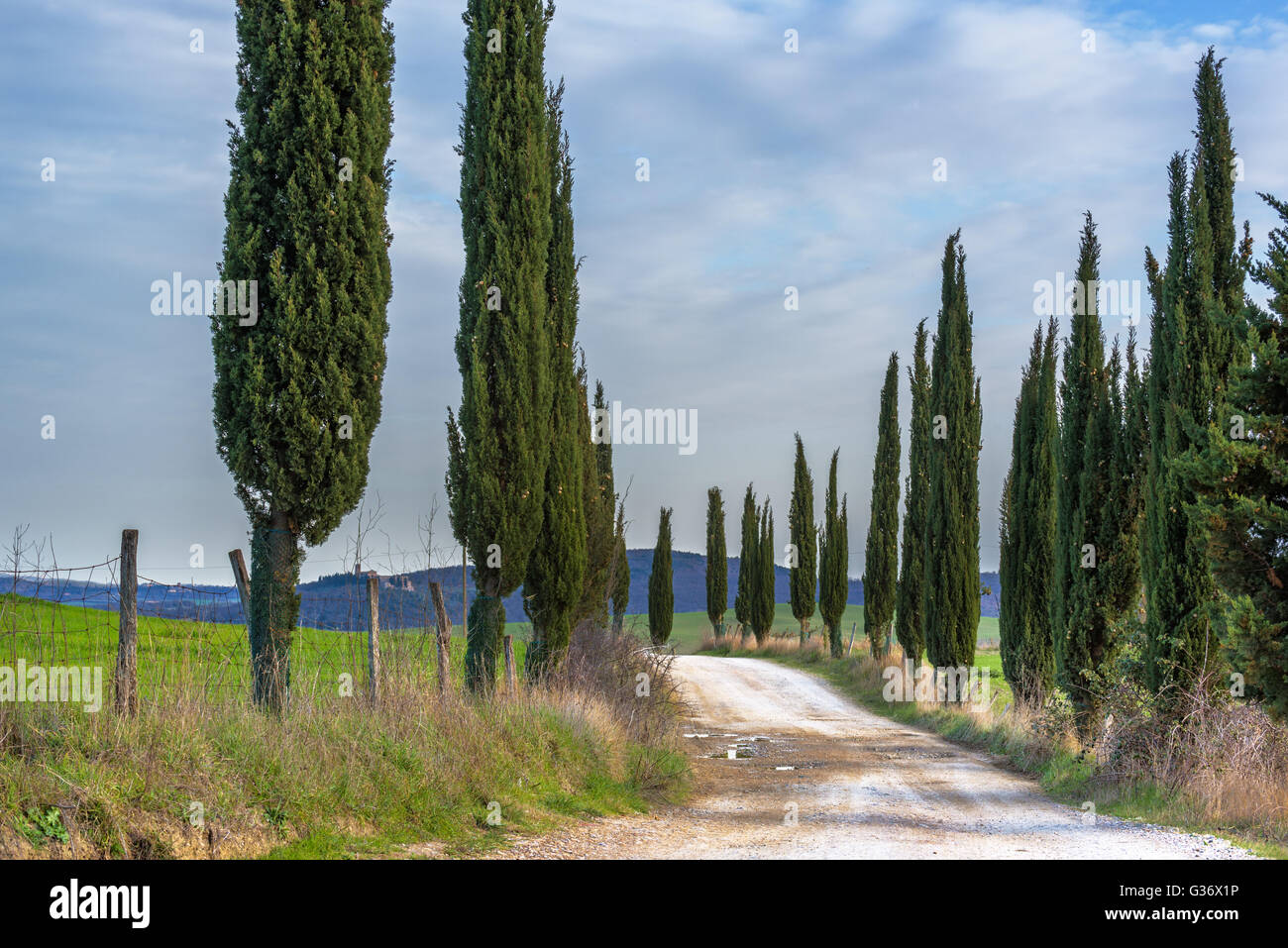 Route de gravier avec cyprès vert printemps en Toscane. Banque D'Images