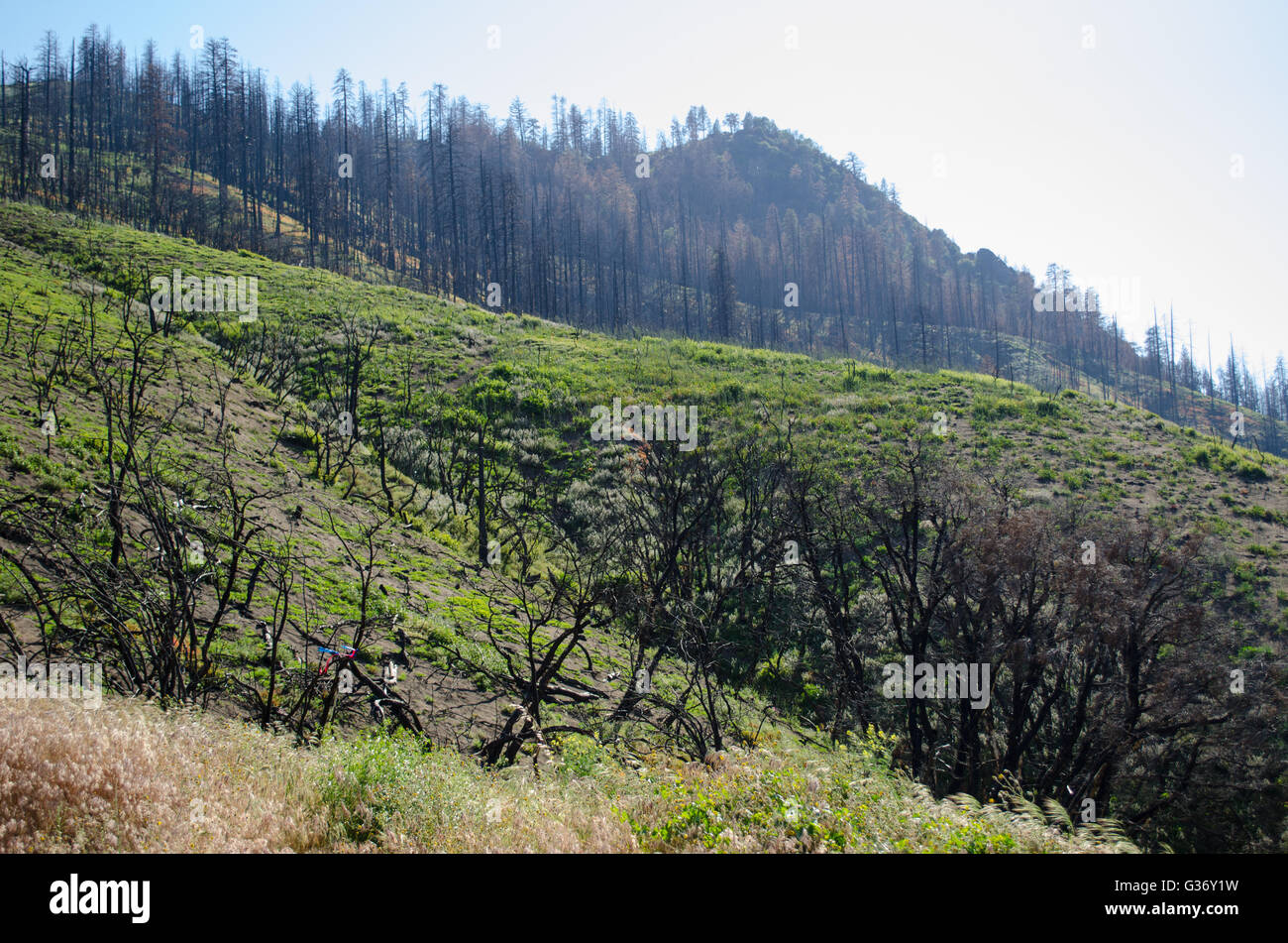 Dans la région de Kings Canyon NP, de broussailles et de forêt en Californie Sierra Nevada de procéder à la restauration de la Dure fire l'année précédente. Banque D'Images