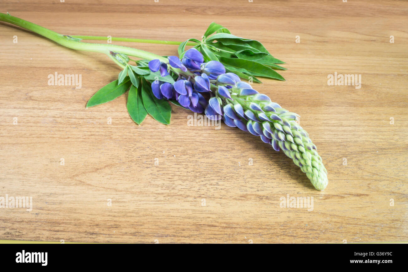 Meadow bleu fleur de la feuille verte avec lupin sur table Banque D'Images