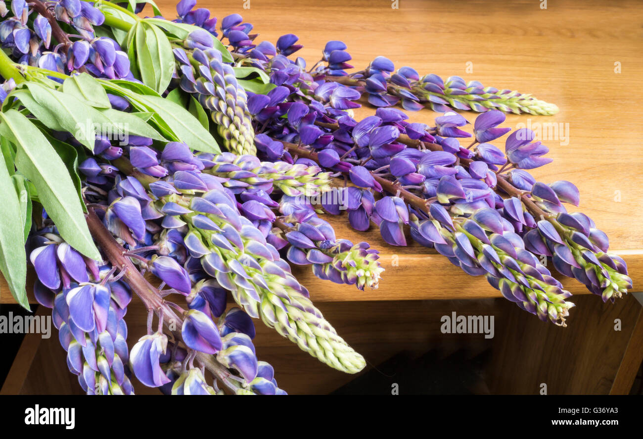 Meadow bleu fleur de la feuille verte avec lupin sur table Banque D'Images