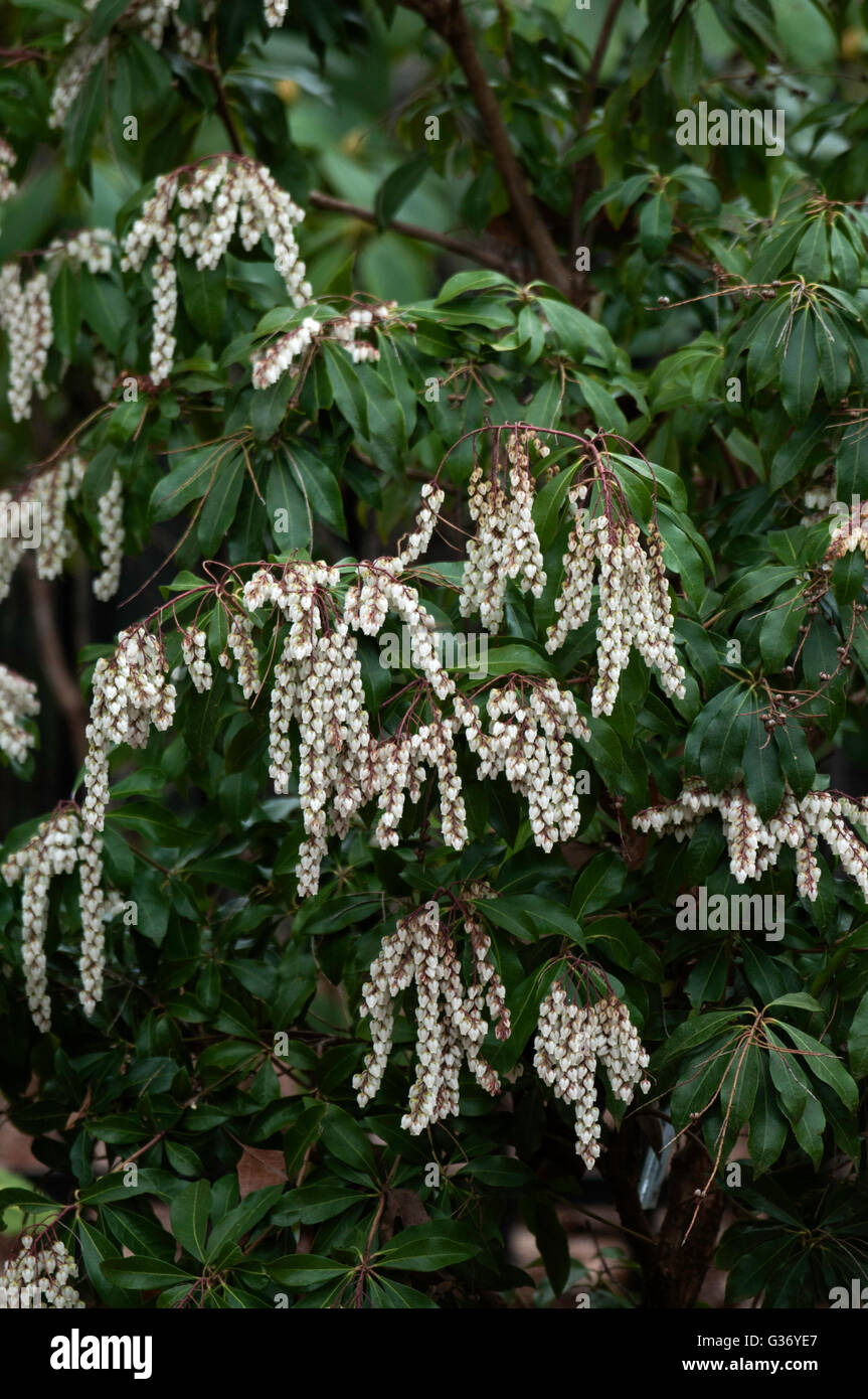 Pieris japonica Dodd's Crystal Cascade Falls, Banque D'Images
