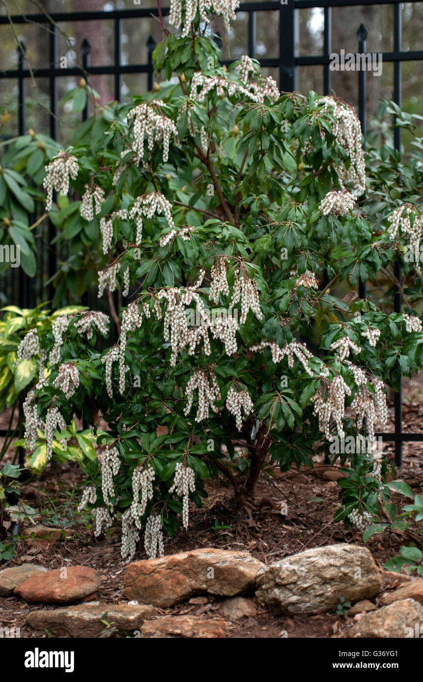 Pieris japonica Dodd's Crystal Cascade Falls, Banque D'Images