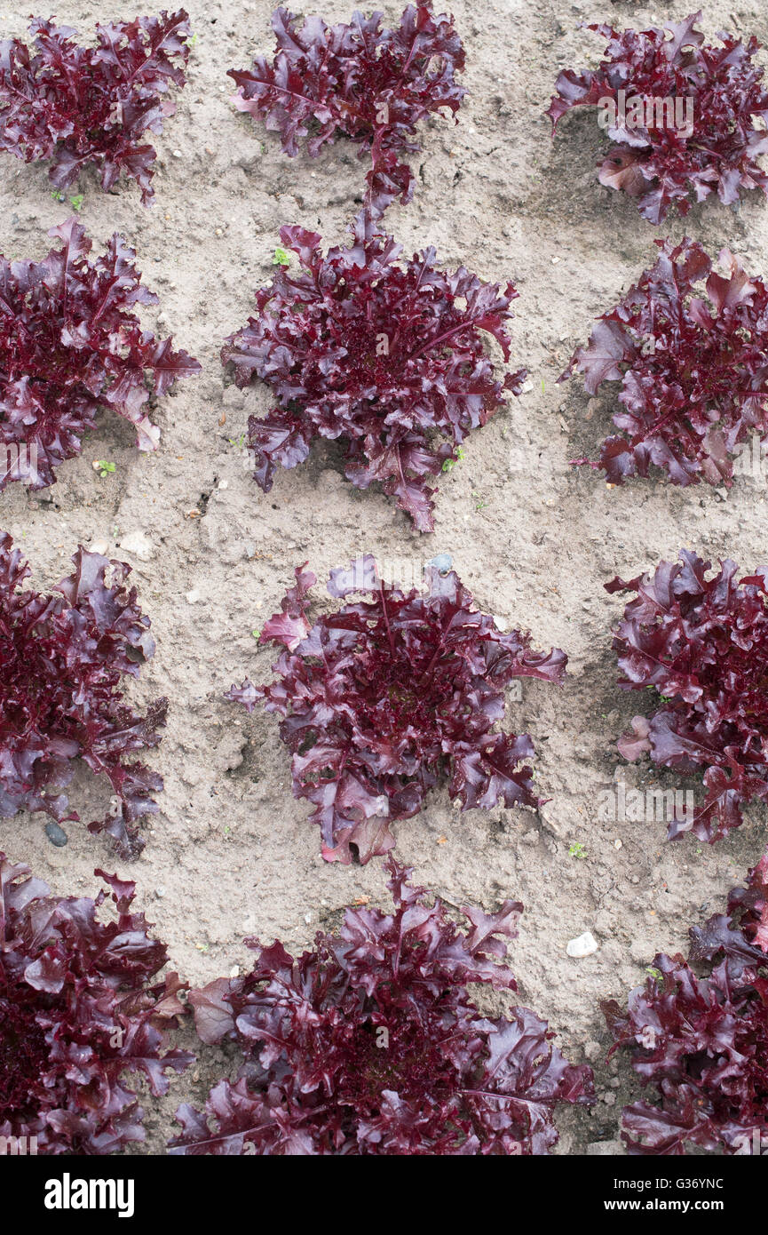 Lactuca sativa. Au mont Rushmore de laitue dans un jardin potager Banque D'Images