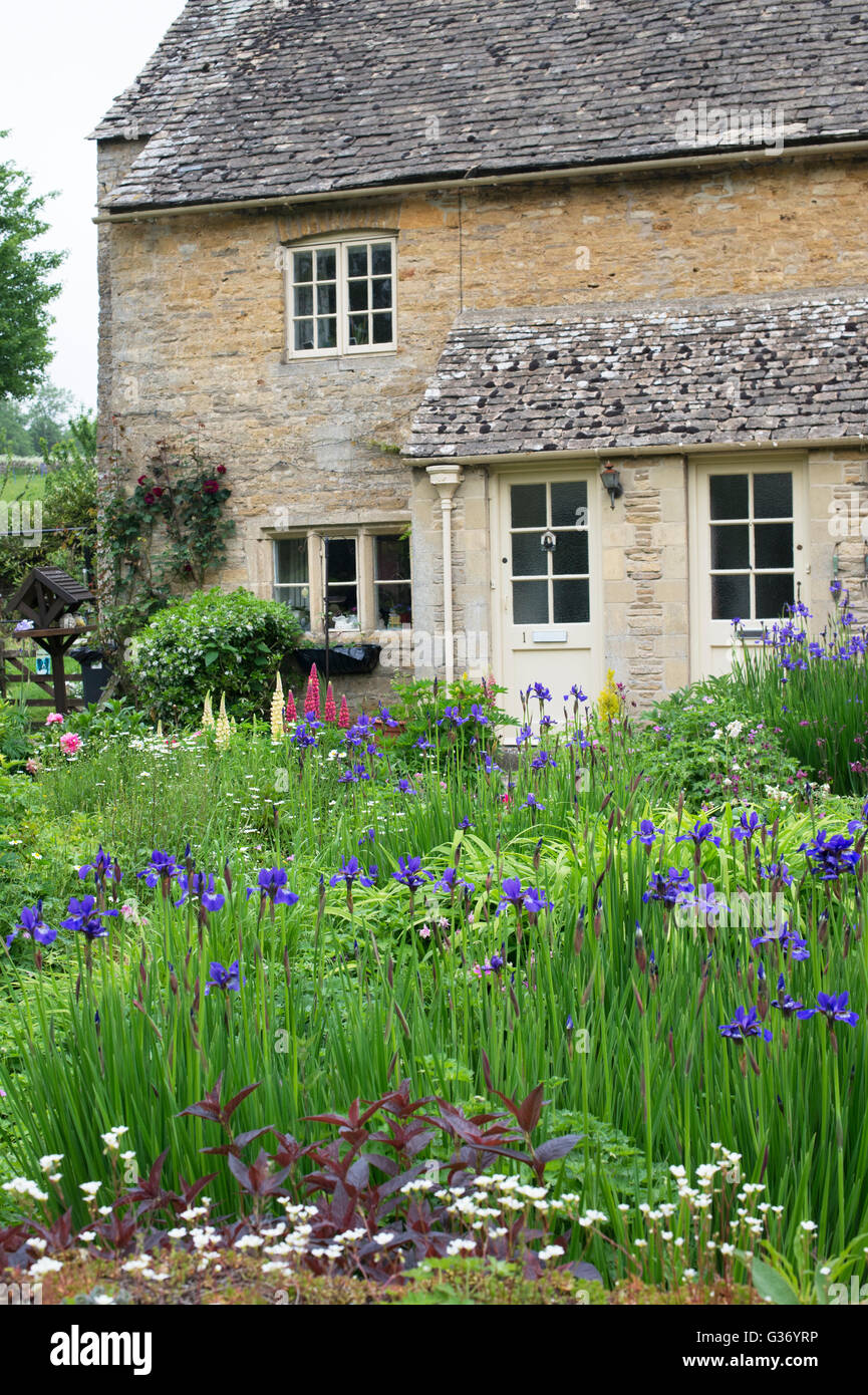 Iris sibirica fleurs dans un chalet. La région de l'abattage, Cotswolds, Gloucestershire, Angleterre Banque D'Images