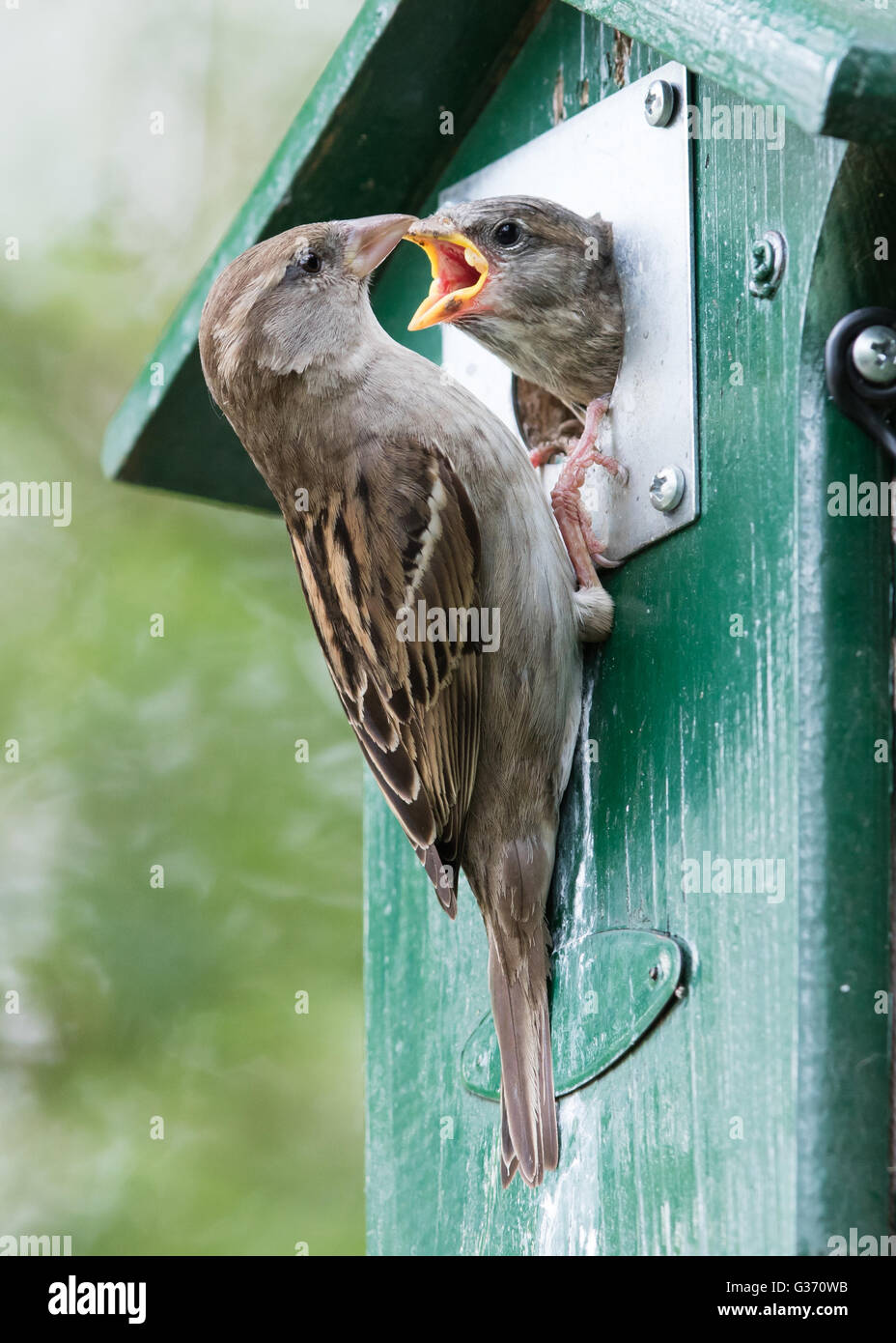 Sparrow adultes nourrissant un petit moineau dans une cabane Banque D'Images