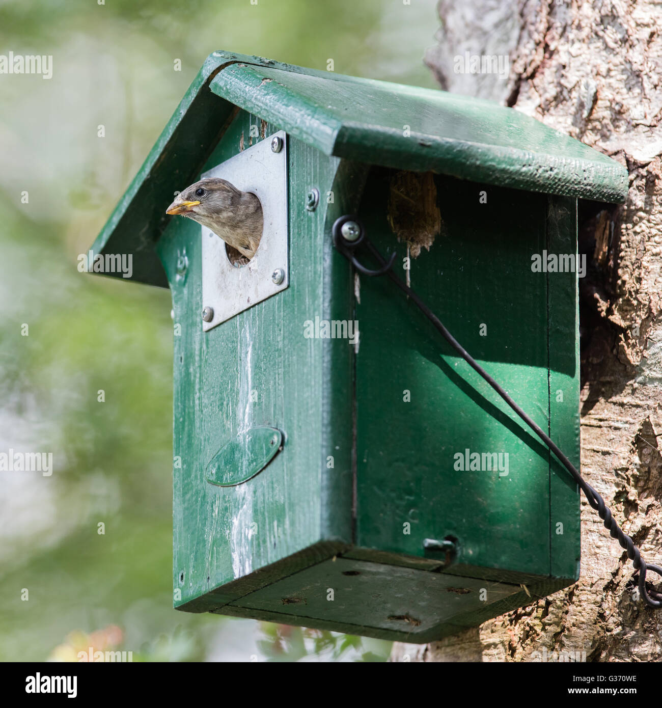 Jeune sparrow assis dans une cabane verte Banque D'Images