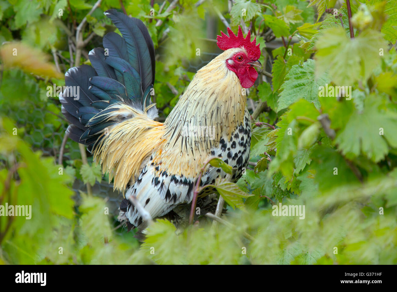 Animal de compagnie Sebastapoots Coquelet portrait sur jardin pelouse Norfolk Banque D'Images