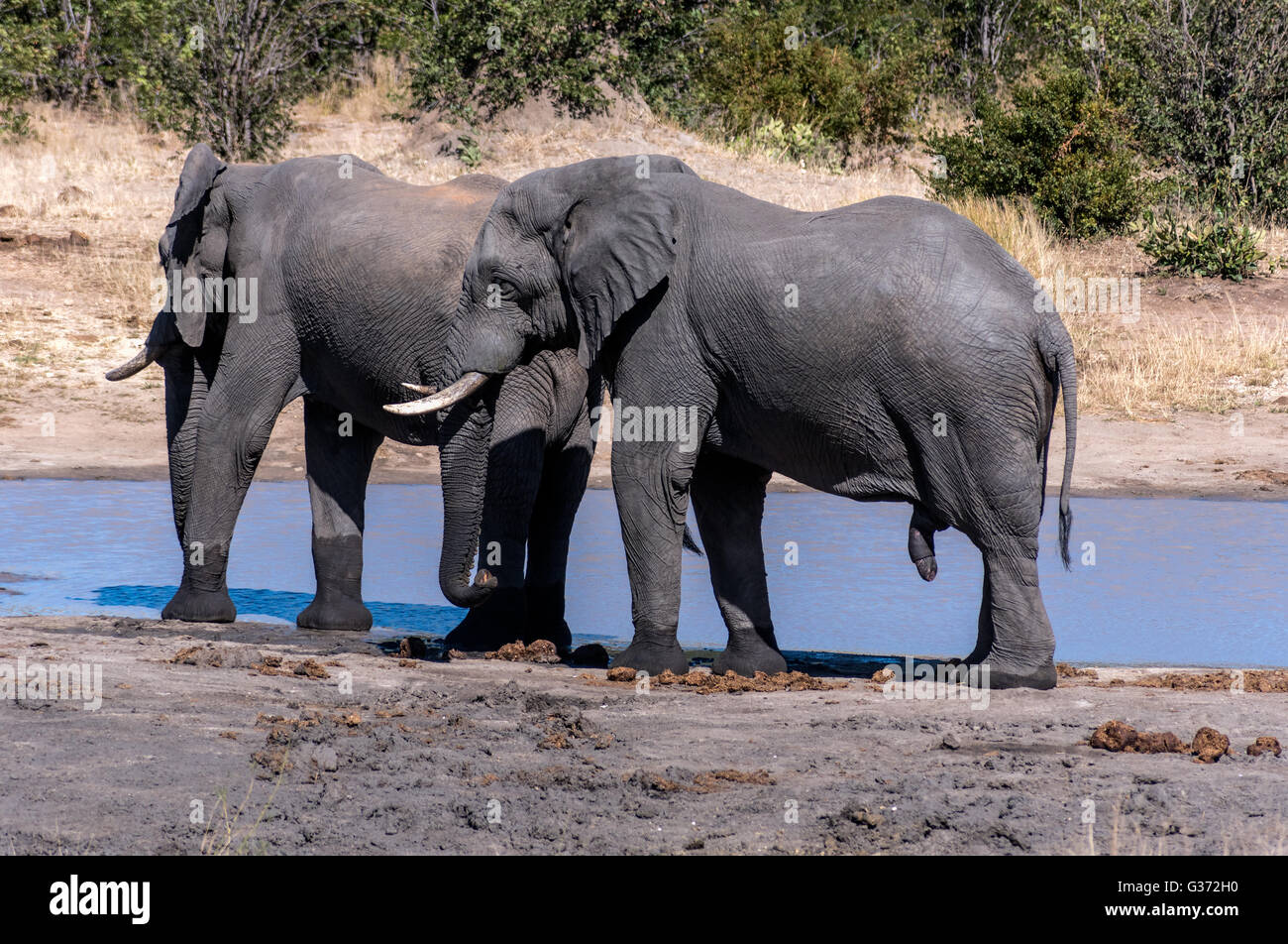 L'éléphant d'Afrique à Bull d'eau près de Nehimba Banque D'Images