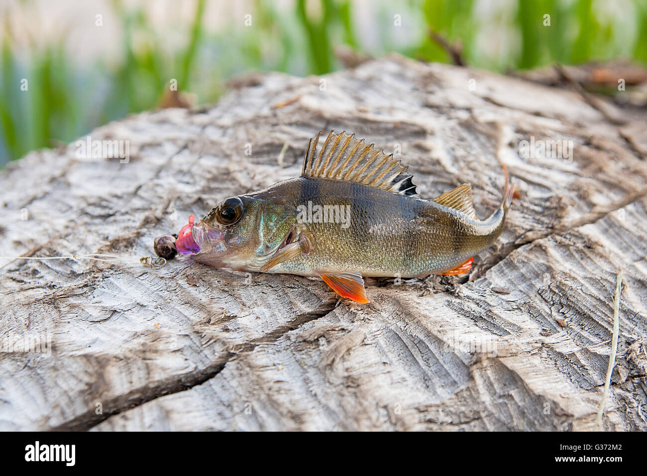 Poissons La perche qui vient d'être prise à partir de l'eau sur fond ...