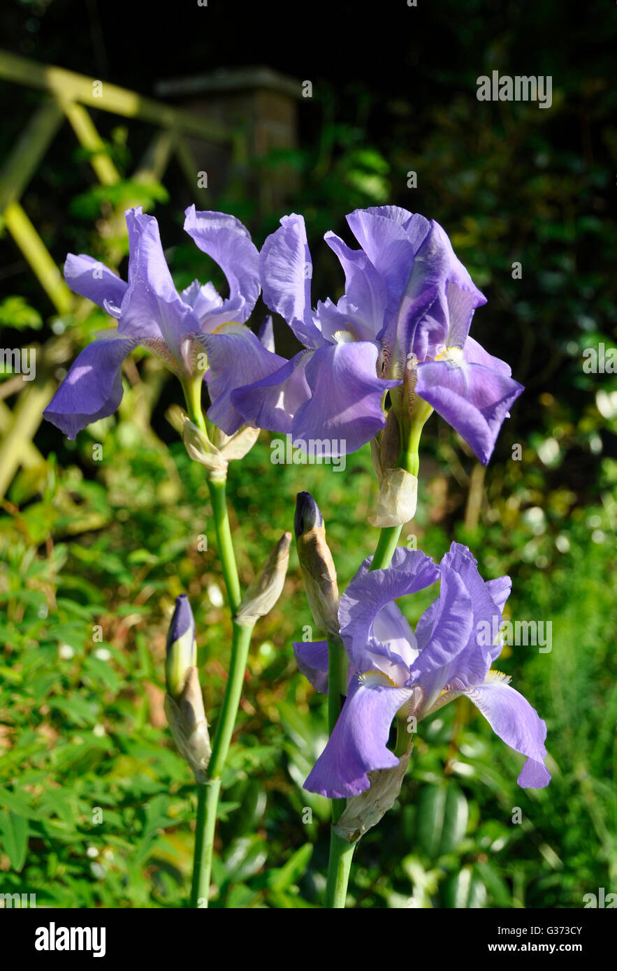 Iris drapeau Banque D'Images