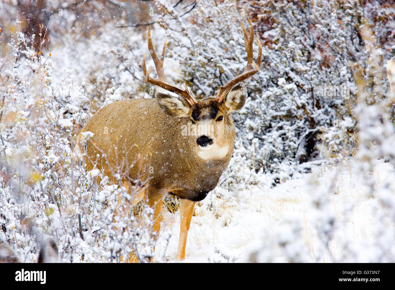 Mule Deer buck pour l'alimentation par un froid matin d'hiver enneigé au Colorado. Banque D'Images
