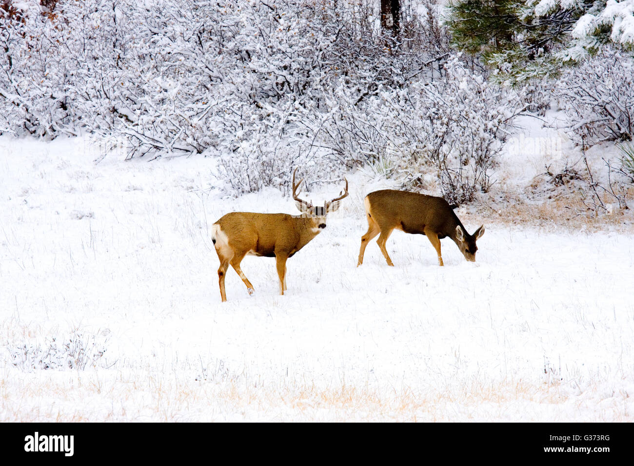 Le cerf mulet se réunir dans les bois pour s'abriter après une tempête de froid au Colorado. Banque D'Images