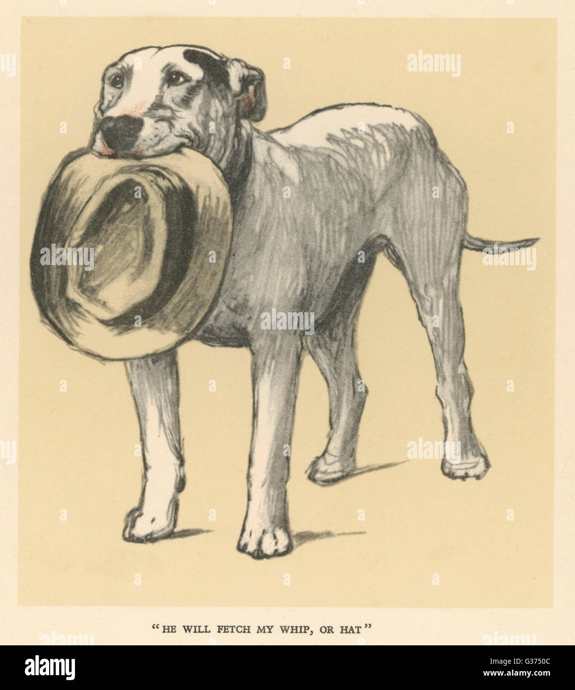 Illustration par Cecil Aldin, un Bull terrier avec un chapeau Banque D'Images