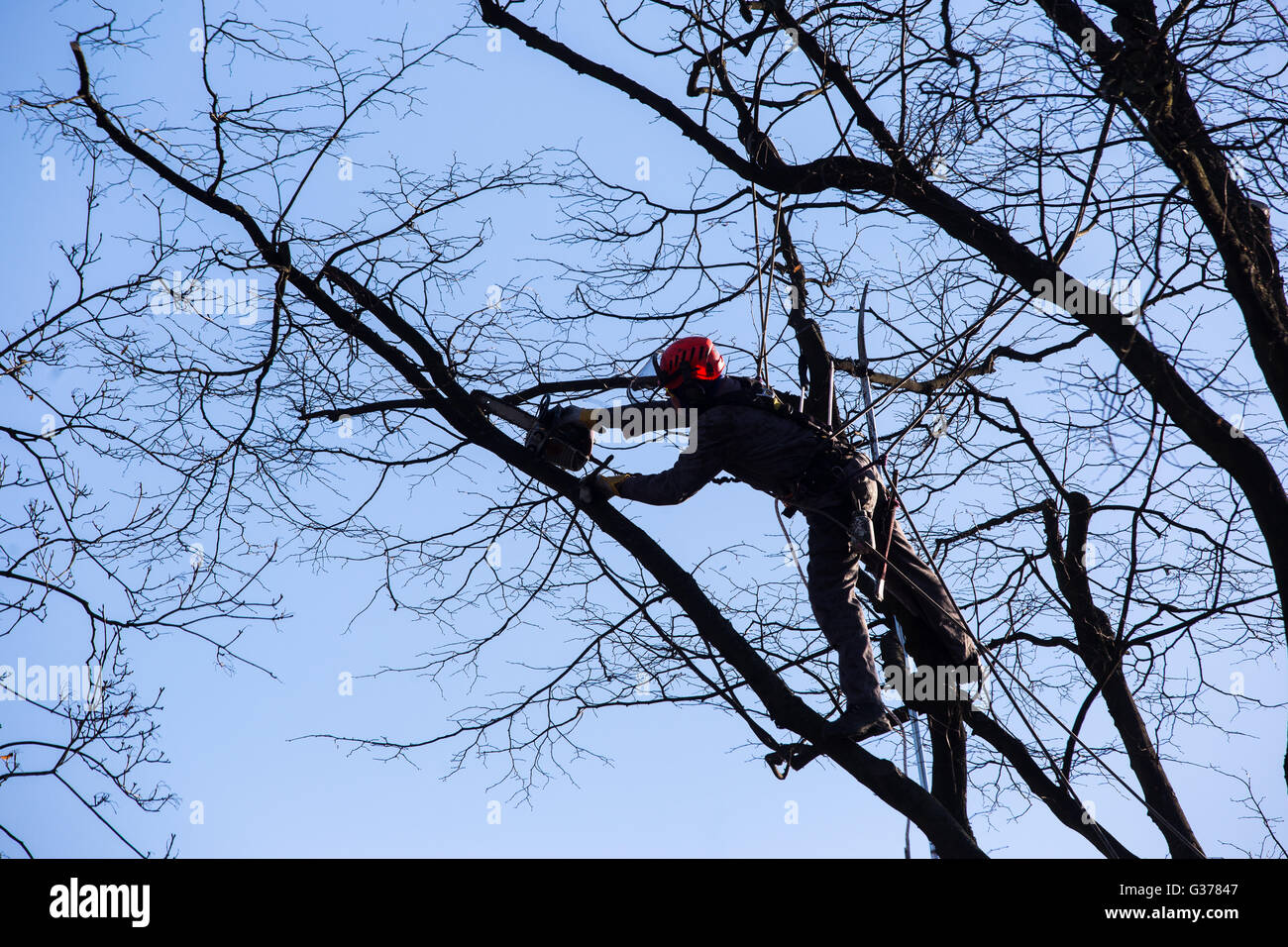 La taille, la coupe d'arbres, bûcheron Banque D'Images
