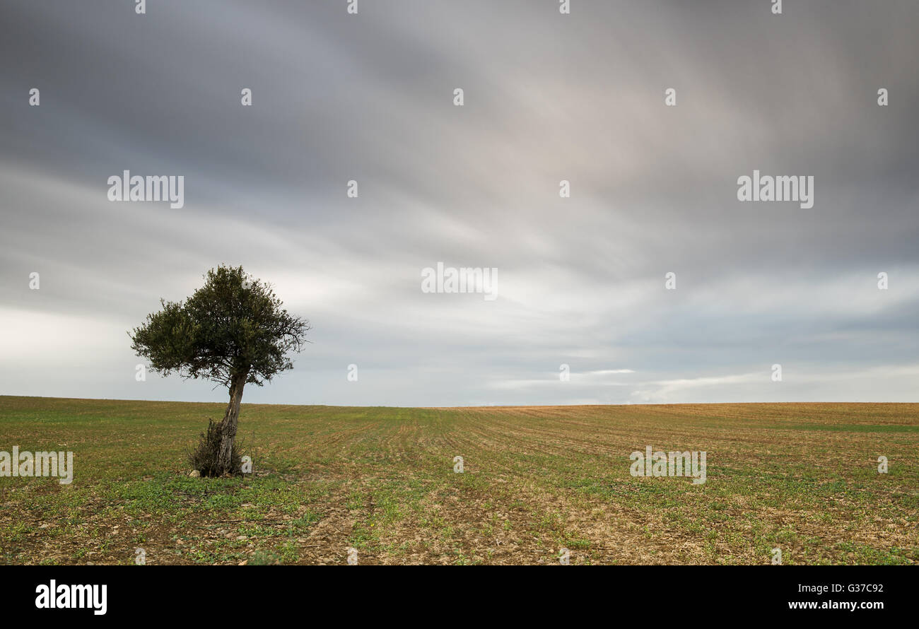 Olivier solitaire sur un champ de blé avec le déplacement des nuages. Une longue exposition photo. Banque D'Images