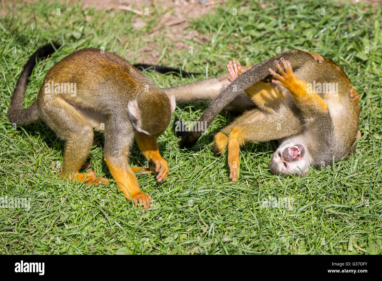 Un groupe de singes écureuils Rolling Round Jouer Combats Banque D'Images