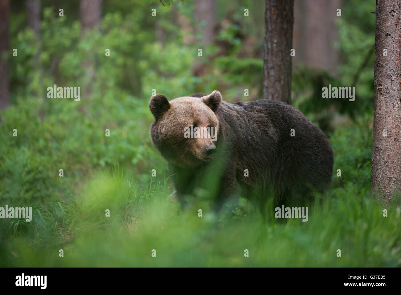 L'ours brun (Ursus arctos) dans la forêt en Estonie. Banque D'Images