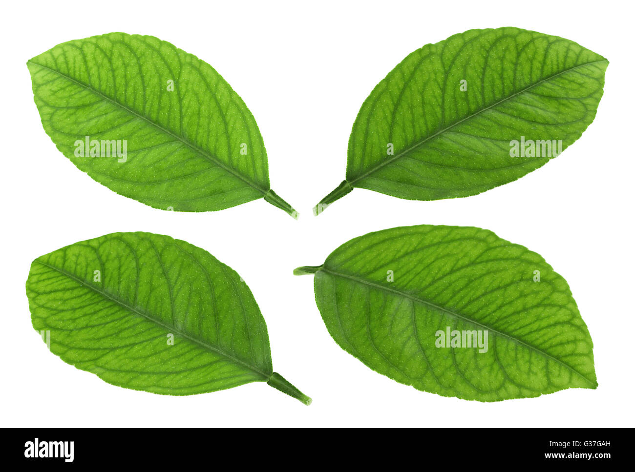 Collecte des feuilles de fruits mandarine isolated on white Banque D'Images