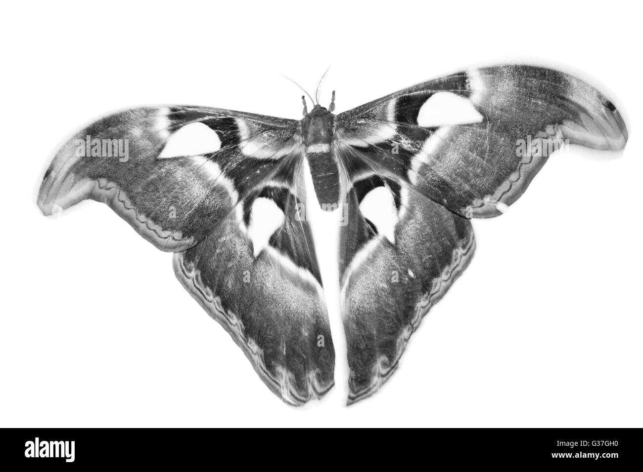Papillon au style noir et blanc Banque D'Images