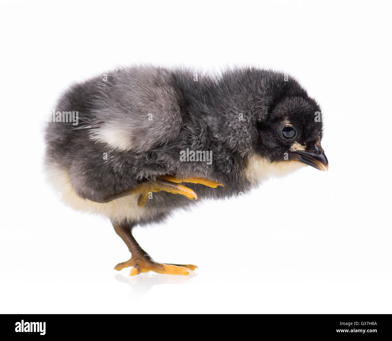 Poulet noir isolated on white Banque D'Images Poulet noir isolated on white Banque D'Images