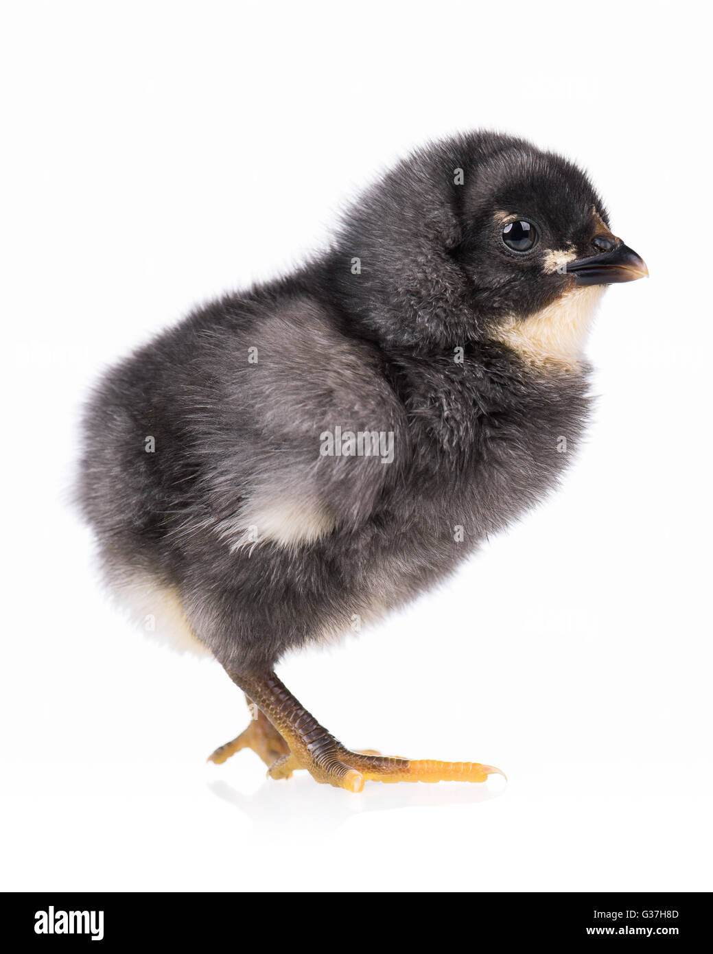 Poulet noir isolated on white Banque D'Images Poulet noir isolated on white Banque D'Images