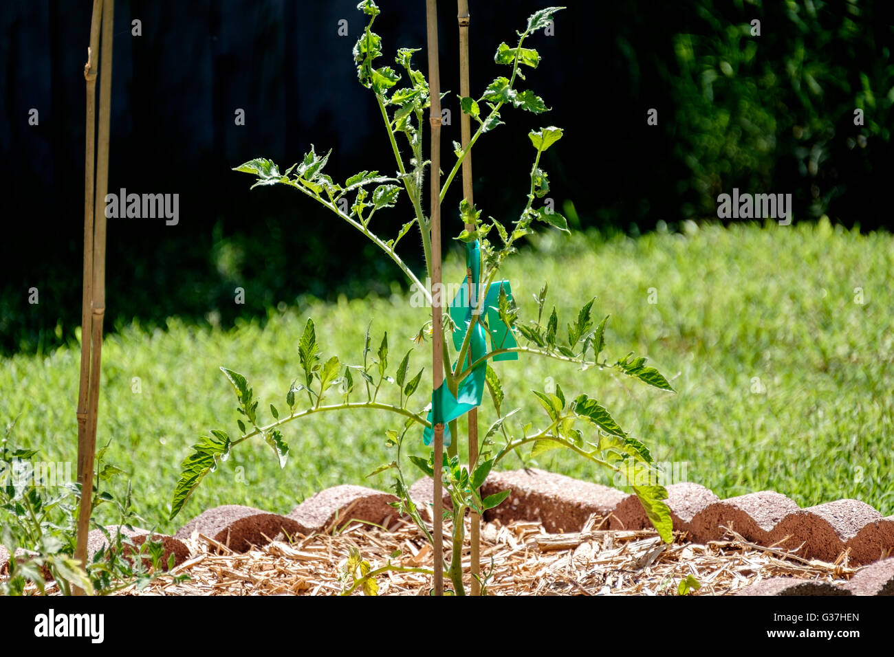 De nouveaux plants de tomates jalonnés avec bambou et liées. New York, USA. Banque D'Images