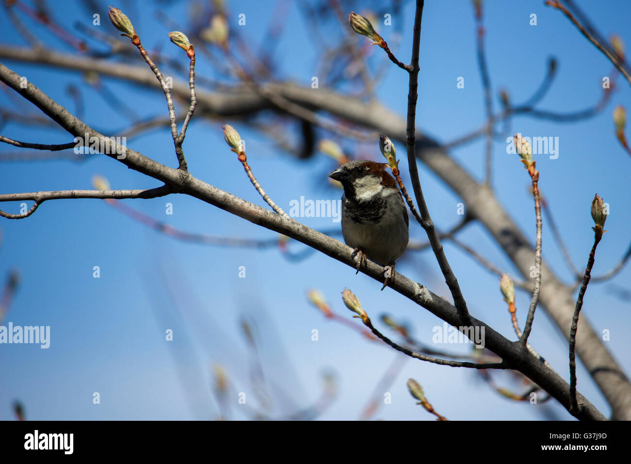Sparrow commun percher sur une branche au printemps. Banque D'Images