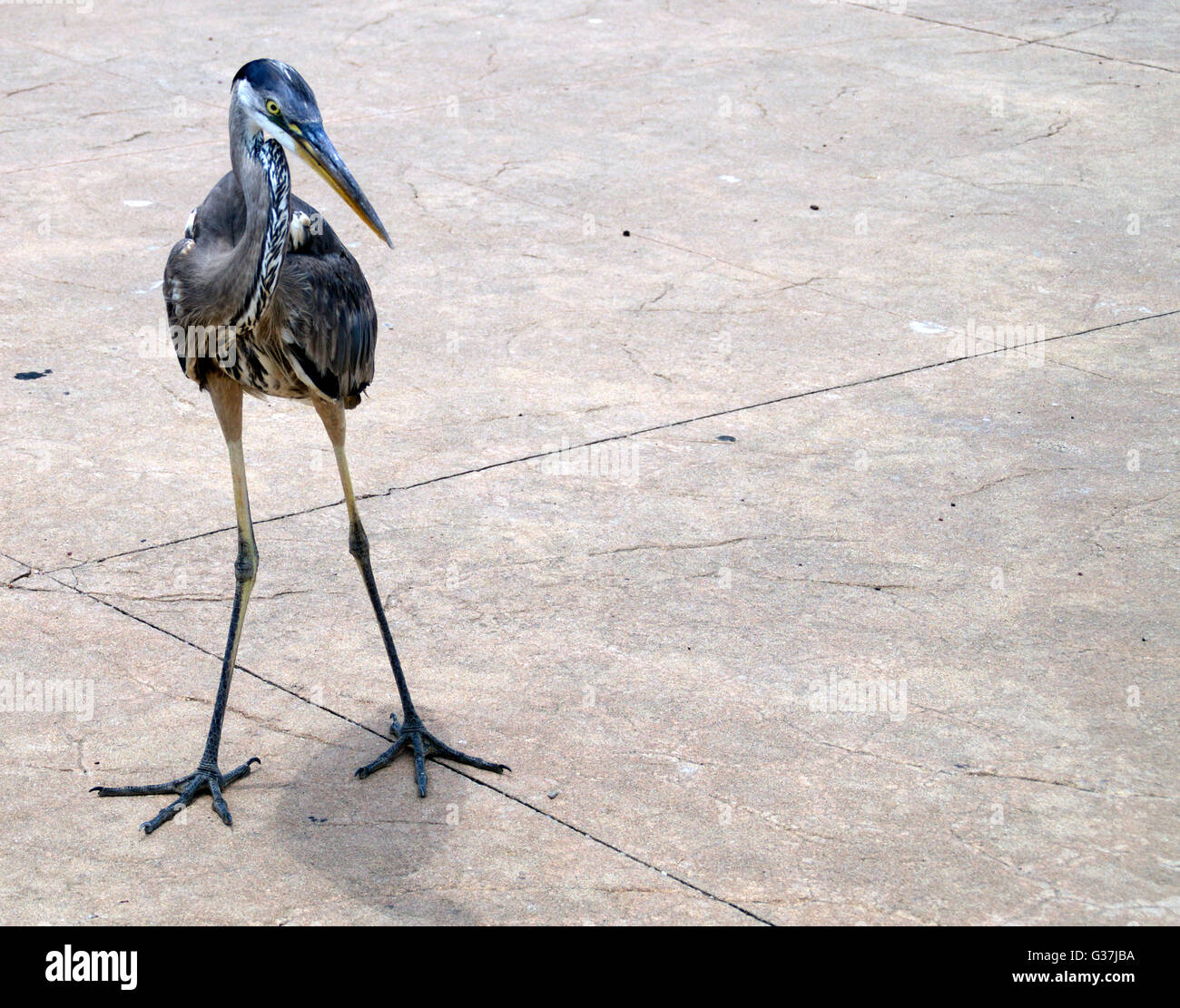 Un oiseau trouvé attendent avec impatience un fisherman's catch à un quai. Banque D'Images