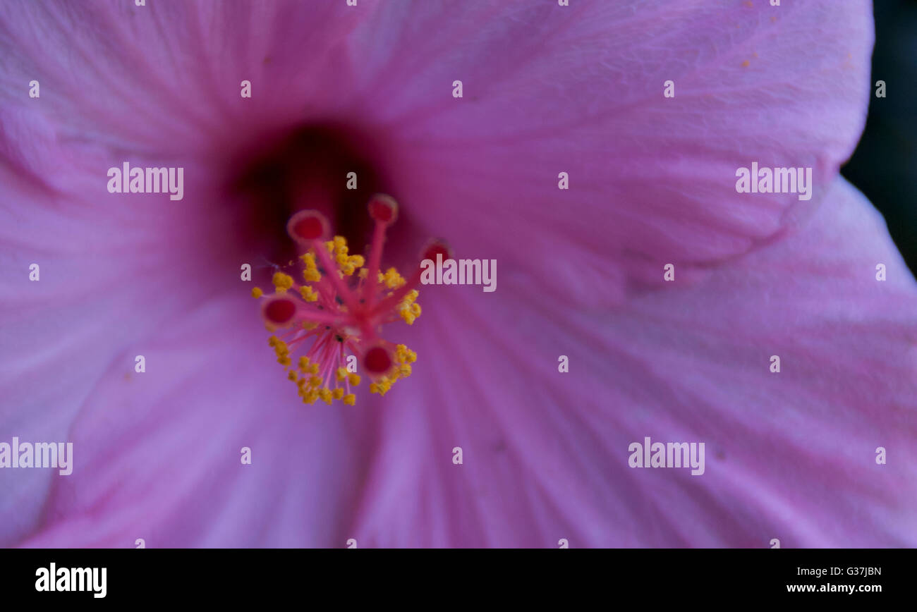 La partie de la production de pollen d'une fleur Banque D'Images