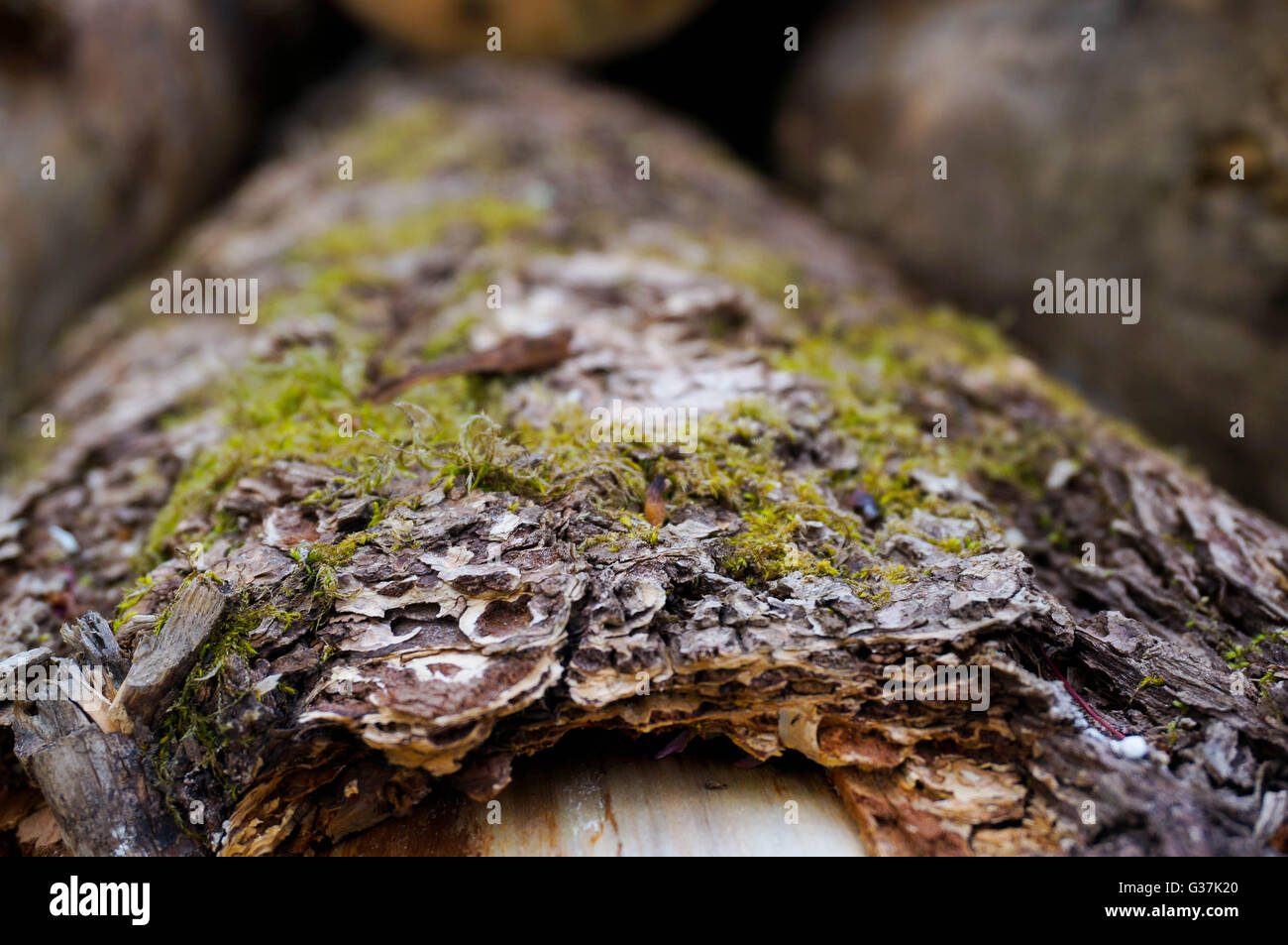 Journal de bois avec de la mousse sur l'écorce. Banque D'Images