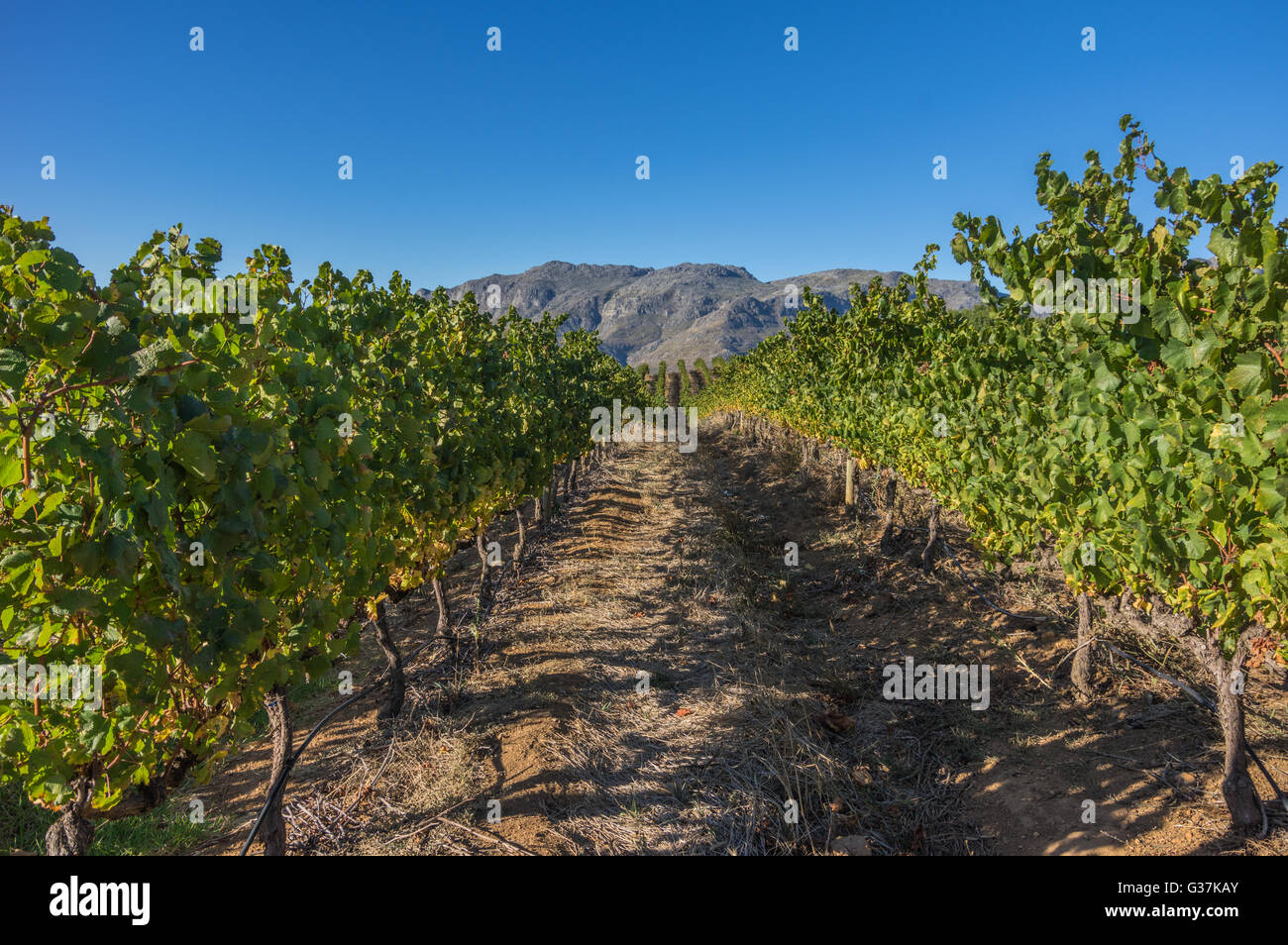 La région des vignobles du Cap est la première région productrice de vin d'Afrique du Sud Banque D'Images