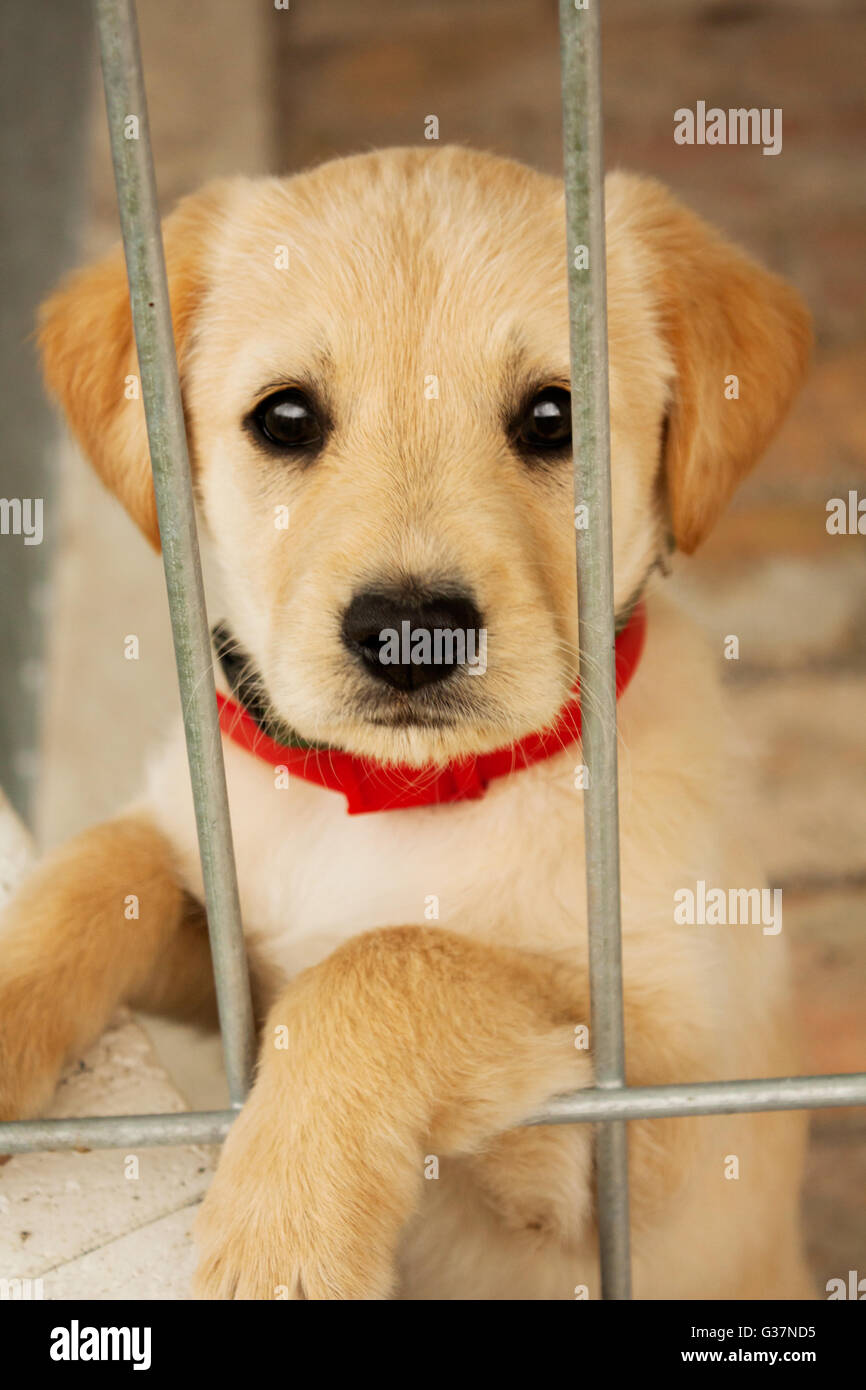 Sweet baby dog puppy dans la cage en vous regardant.adoption animale,Protection,animal, l'animal et l'émotion de l'image. Golden retriever. Banque D'Images