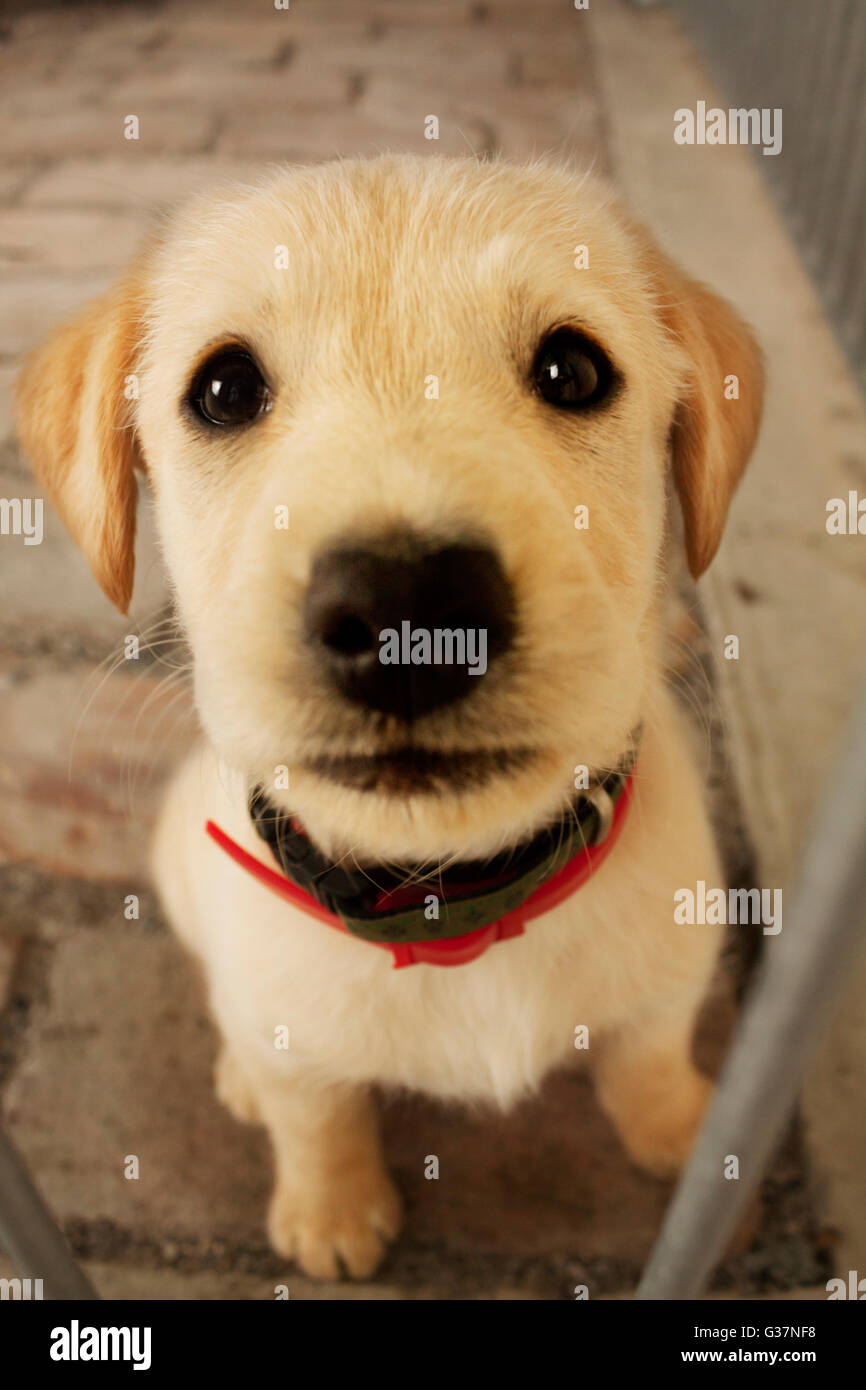 Sweet baby dog puppy dans la cage en vous regardant.adoption animale,Protection,animal, l'animal et l'émotion de l'image. Golden retriever. Banque D'Images