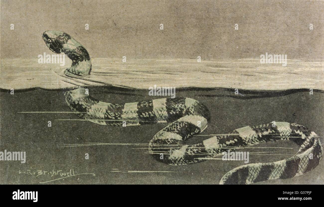 Folklore - serpent de mer Banque D'Images